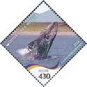 Gray Whale (Eschrichtius robustus)