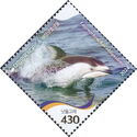 Pacific White-Sided Dolphin (Lagenorhynchus obliquidens)