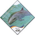 False Killer Whale (Pseudorca crassidens)