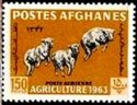 Karakul Sheep (Ovis aries)