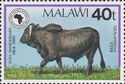 Dzalanyama Cattle (Bos primigenius taurus)