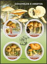 Mushrooms and Insects