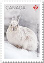 Snowshoe Hare (Lepus americanus)