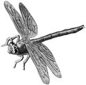 500 CFA Francs (3D Dragonfly)