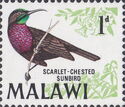 Scarlet-chested Sunbird (Nectarinia senegalensis)