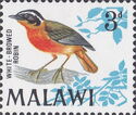 White-browed Robin (Cossypha heuglini)