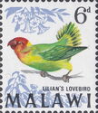 Lilian's Lovebird (Agapornis lilianae)