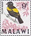 Yellow Bishop (Euplectes capensis)