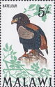 Bateleur (Terathopius ecaudatus)