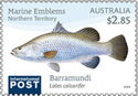 Barramundi (Lates calcarifer)