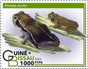 Rhinella crucifer