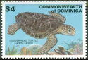 Loggerhead (Caretta caretta)