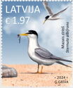 Little Tern (Sternula albifrons)