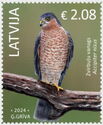 Eurasian Sparrowhawk (Accipiter nisus)