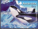 Killer Whale (Orcinus orca)
