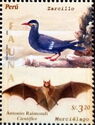 Inca Tern (Larosterna inca), Long-snouted Bat