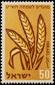 Wheat (Triticum aestivum)