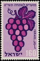 Grapes (Vitis vinifera)