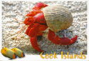 Hermit Crab