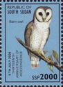 Barn Owl (Tyto alba)