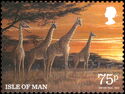 Northern Giraffes (Giraffa camelopardalis)