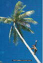 Fijian Climbing Coconut Palm