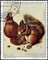 Eurasian Red Squirrel (Sciurus vulgaris)