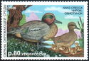 Eurasian Teal (Anas crecca)