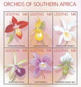 Orchids of Southern Africa