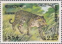 Indian Leopard (Panthera pardus fusca)