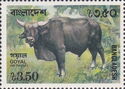 Gayal (Bos gaurus frontalis)