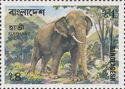 Asian Elephant (Elephas maximus)