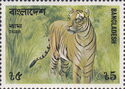 Bengal Tiger (Panthera tigris tigris)