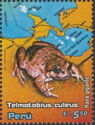 Titicaca Water Frog (Telmatobius culeus)