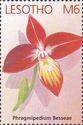 Phragmipedium Besseae