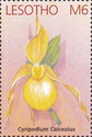 Cypripedium calceolus (auf Marke falsch geschrieben)