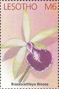 Brassocattleya Binosa
