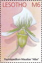 Paphiopedilum Maudiae "Alba"