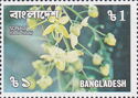 Cassia fistula