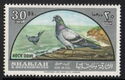 Rock Dove (Columba Livia)