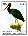 Black Stork (Ciconia nigra
