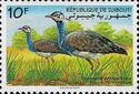 White-bellied Bustard (Eupodotis senegalensis)