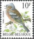 Common Chaffinch (Fringilla coelebs)