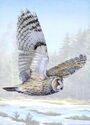 Long-eared Owl (Asio otus)