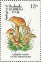 Collybia fusipes - Overprinted
