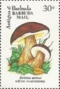 Boletus aereus - Overprinted