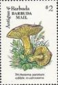 Tricholoma aureum - Overprinted