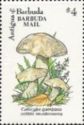 Calocybe gambosa - Overprinted