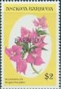 Bougainvillea (Bougainvillea glabra) - Overprinted