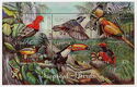 Tropical Birds